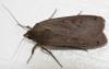 Noctua pronuba